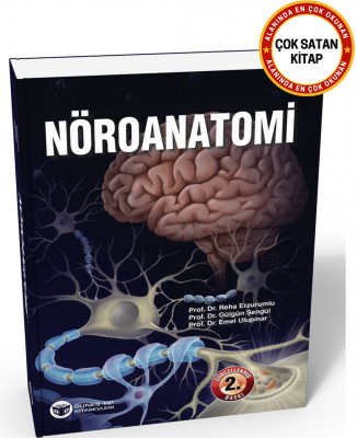Nöroanatomi